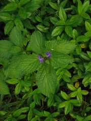 Stachytarpheta urticifolia