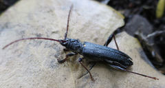 Callidiopis scutellaris