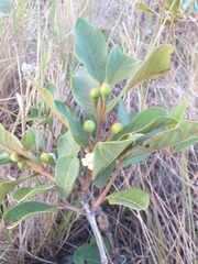 Psidium guineense