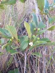 Psidium guineense