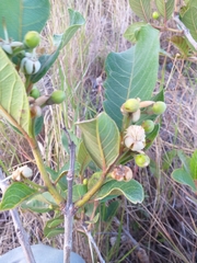 Psidium guineense