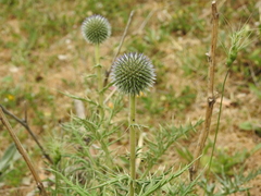 Echinops bovei