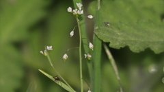 Thysanocarpus curvipes