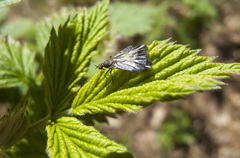 Rhamphomyia marginata
