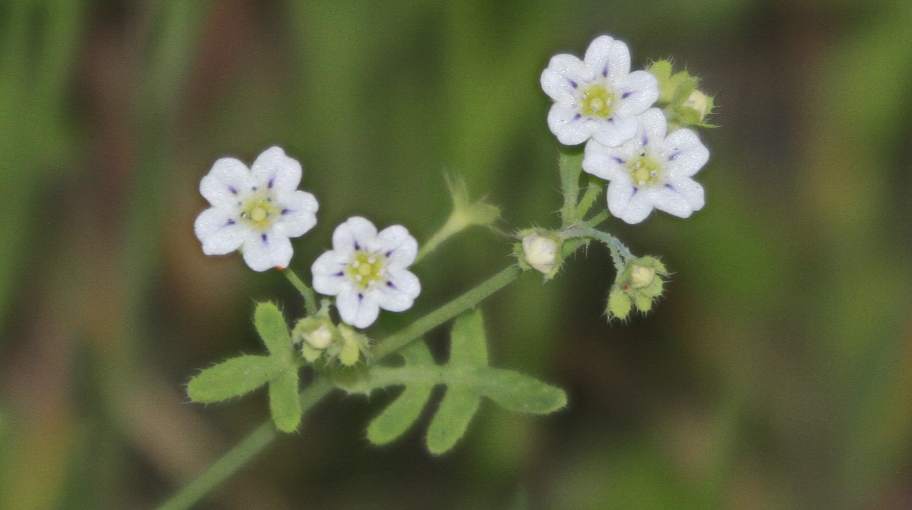 Pholistoma membranaceum