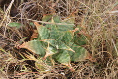 Aloe transvaalensis