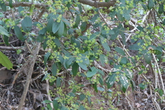 Ixora brachiata