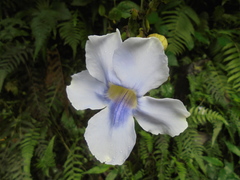 Thunbergia laurifolia