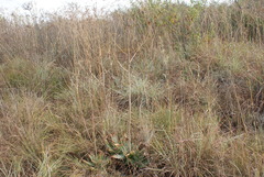 Aloe transvaalensis