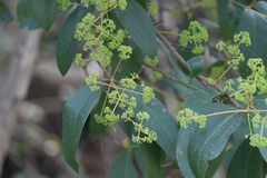 Ixora brachiata