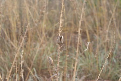 Aloe transvaalensis