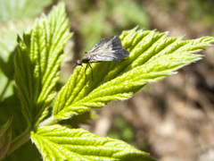 Rhamphomyia marginata