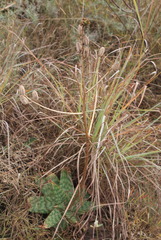 Aloe transvaalensis