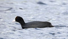 Fulica atra