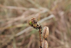 Aceria aloinis