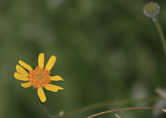 Encelia actoni