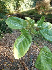 Dendroseris litoralis