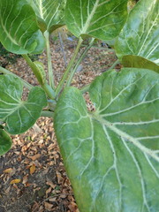 Dendroseris litoralis