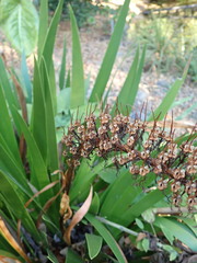 Xeronema callistemon