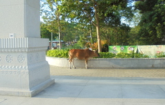Bos