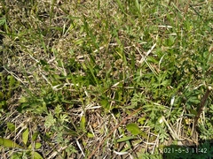 Anthoxanthum glabrum