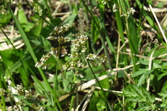 Anthoxanthum glabrum