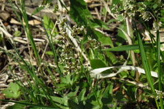 Anthoxanthum glabrum