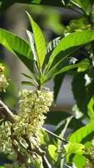 Iochroma arborescens