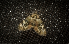 Heterochasta lasioplaca