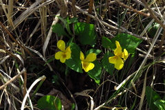 Viola xanthopetala