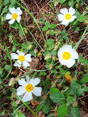 Cistus salviifolius
