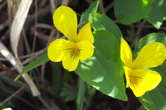 Viola xanthopetala