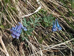 Corydalis turtschaninovii