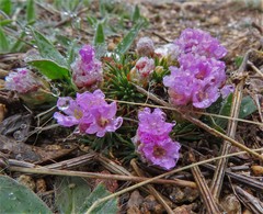 Armeria caespitosa