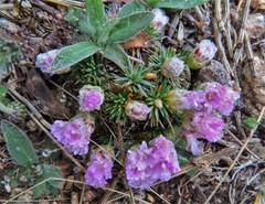 Armeria caespitosa