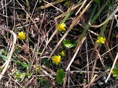 Chrysosplenium pilosum