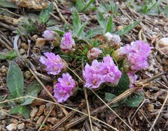 Armeria caespitosa