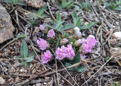 Armeria caespitosa