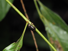 Trichochrysea