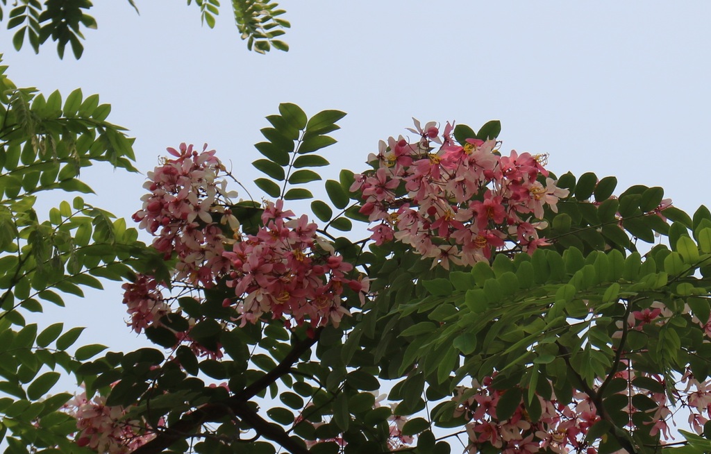 Cassia javanica, Mirzapur, Rajshahi, Bangladesh