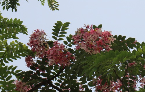 Cassia javanica