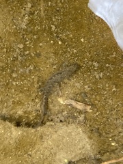 Pleurodelinae