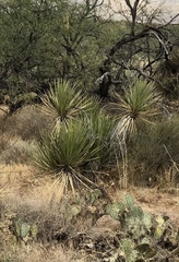 Yucca baccata brevifolia