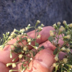 Baccharis multiflora