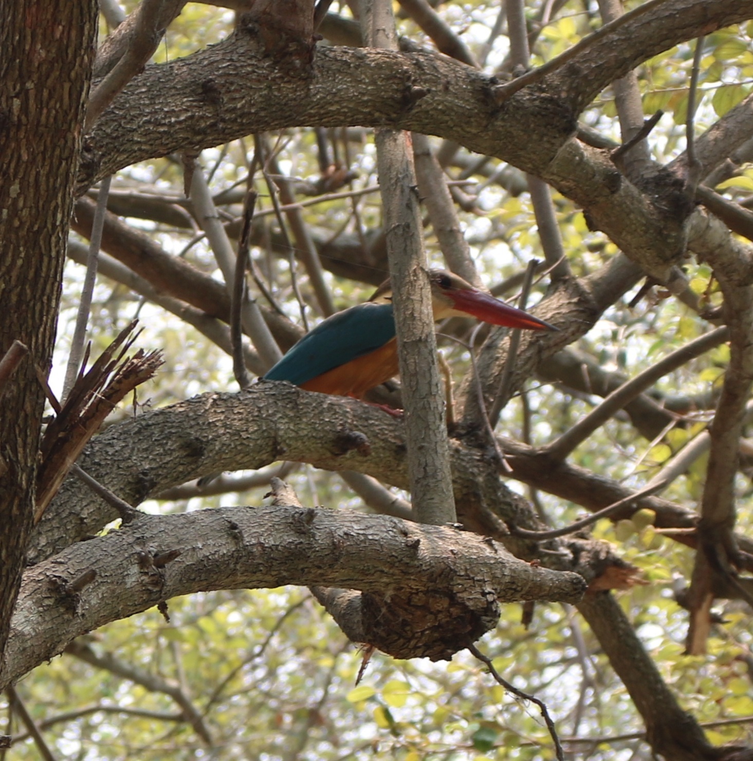 Stork-billed Kingfisher