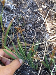 Juncus xiphioides