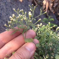 Baccharis multiflora