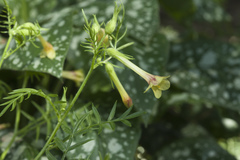 Polemonium pauciflorum