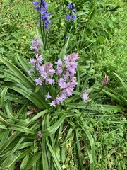 Hyacinthoides × massartiana