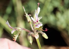 Pelargonium dolomiticum